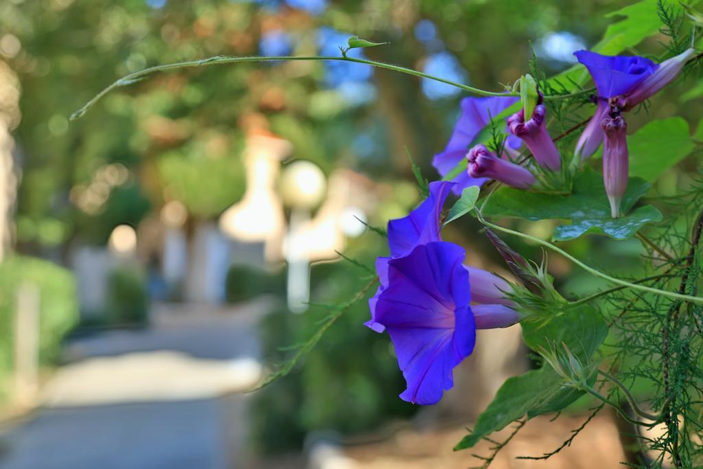 Village De Vacances Paese Di Lava, Grand Ajaccio Alata Εξωτερικό φωτογραφία
